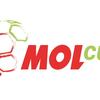 4881_mol-cup-na-web